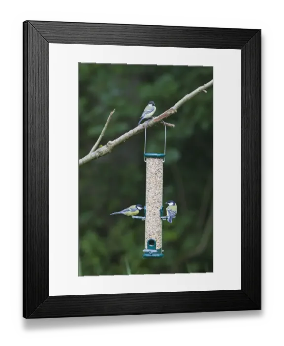 Framed Print : 004397 Framed Print : 004397