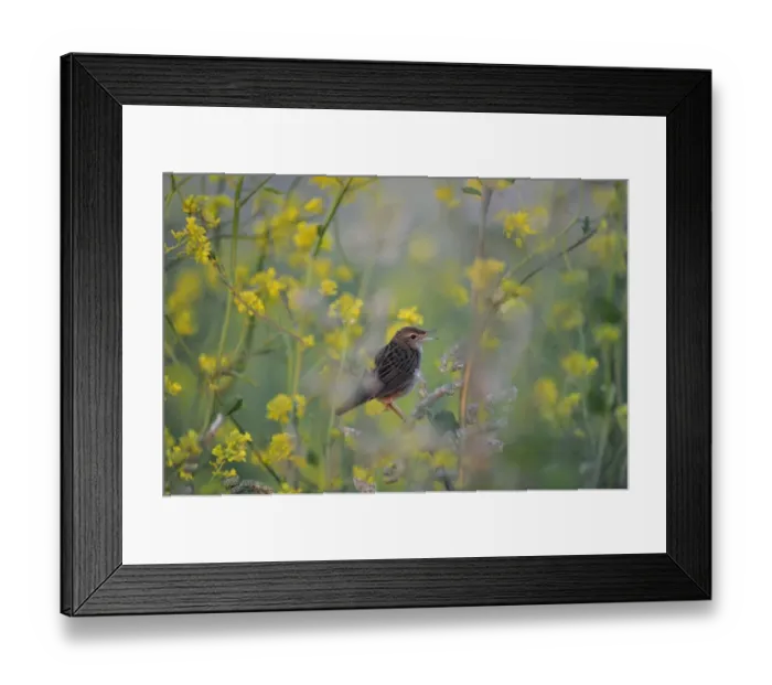 Framed Print : Grasshopper Warbler Locustella naevia Norfolk June Framed Print : Grasshopper Warbler Locustella naevia Norfolk June