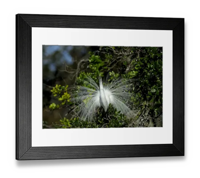 Framed Print : Great Egret Ardea alba displaying at nest St Augustine Florida USA Framed Print : Great Egret Ardea alba displaying at nest St Augustine Florida USA
