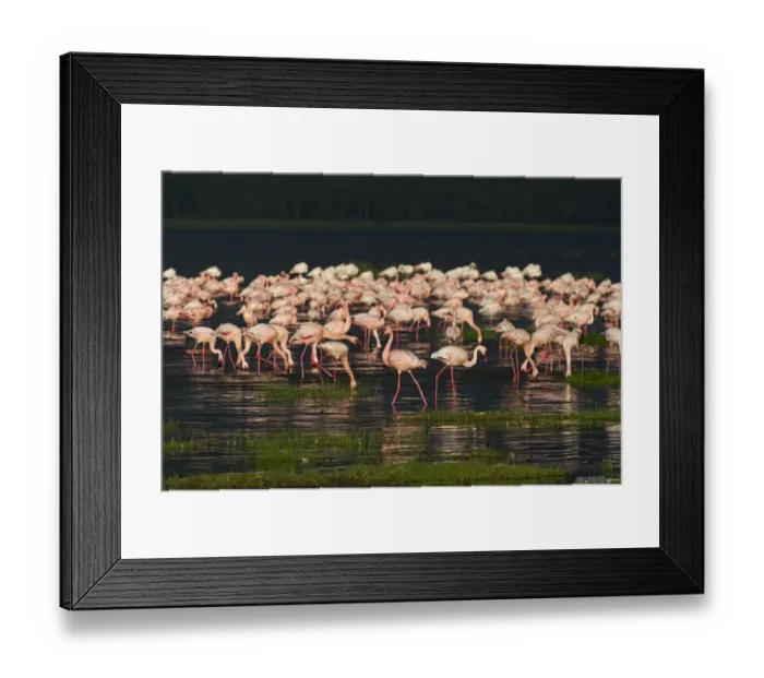 Framed Print : Lesser Flamingos Phoenicopterus minor on Lake Nakuru Kenya Framed Print : Lesser Flamingos Phoenicopterus minor on Lake Nakuru Kenya