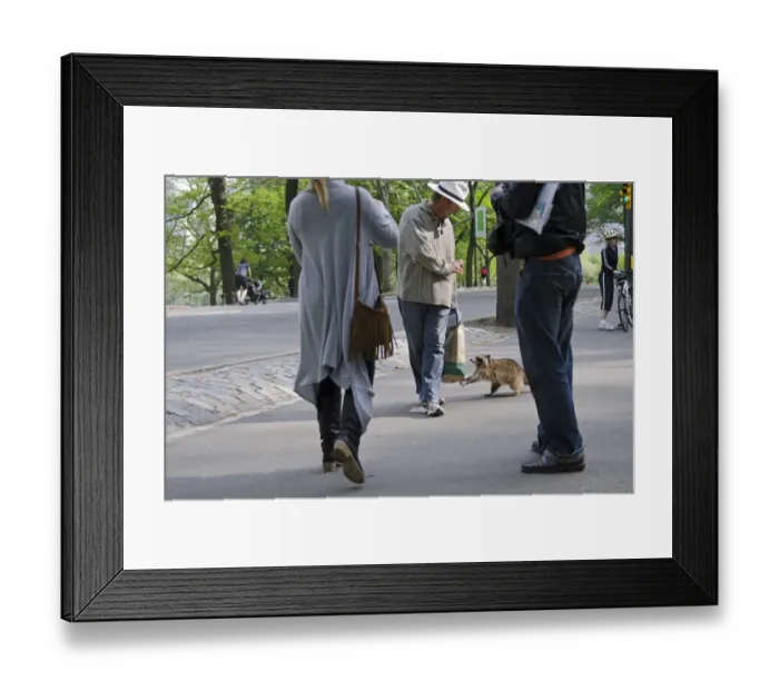 Framed Print : North American Racoon Procyon lotor in Central Park New York USA May