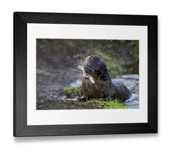 Framed Print : European Otter Lutra lutra with fish (Dace) on River Thet, Thetford Norfolk March