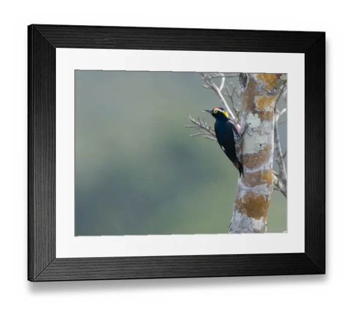 Framed Print : Yellow-tufted Woodpecker Melanerpes cruentatus Amazon Peru Framed Print : Yellow-tufted Woodpecker Melanerpes cruentatus Amazon Peru