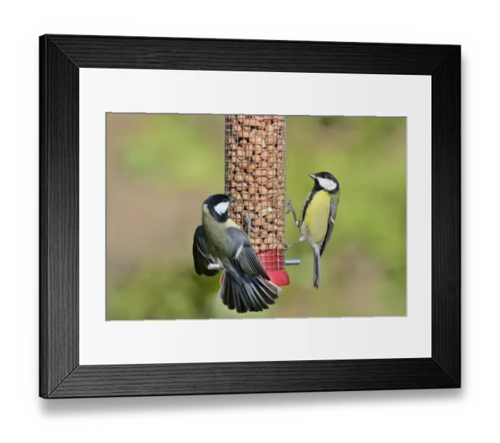 Framed Print : Great Tit Parus major showing aggression on nut feeder in garden Norfolk UK