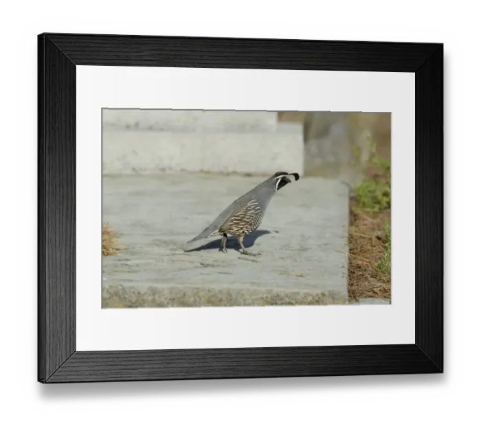Framed Print : California Quail, Callipepla californica, Kaikoura South Island New Zealand - introduced Framed Print : California Quail, Callipepla californica, Kaikoura South Island New Zealand - introduced