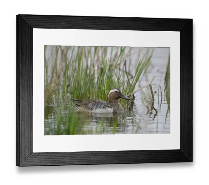 Framed Print : Garganey Anas querquedula male Cley Norfolk spring Framed Print : Garganey Anas querquedula male Cley Norfolk spring