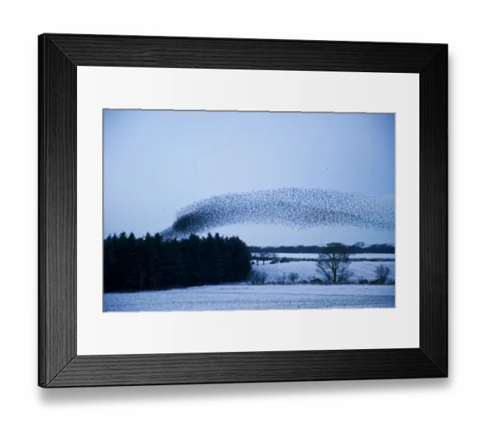Framed Print : Starlings Sturnus vulgarus arriving at night time roost near Gretna Scotland December Framed Print : Starlings Sturnus vulgarus arriving at night time roost near Gretna Scotland December