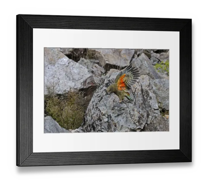 Framed Print : Kea Nestor notabilis Arthurs Pass South Island New Zealand Framed Print : Kea Nestor notabilis Arthurs Pass South Island New Zealand
