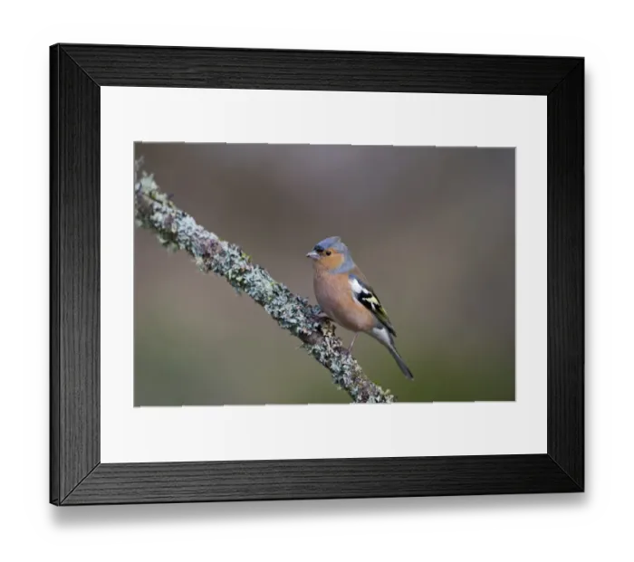 Framed Print : Chaffinch Fringilla coelebs in garden Norfolk winter Framed Print : Chaffinch Fringilla coelebs in garden Norfolk winter