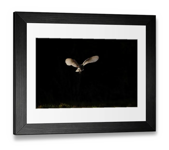 Framed Print : Barn Owl Tyto alba Norfolk late winter Framed Print : Barn Owl Tyto alba Norfolk late winter