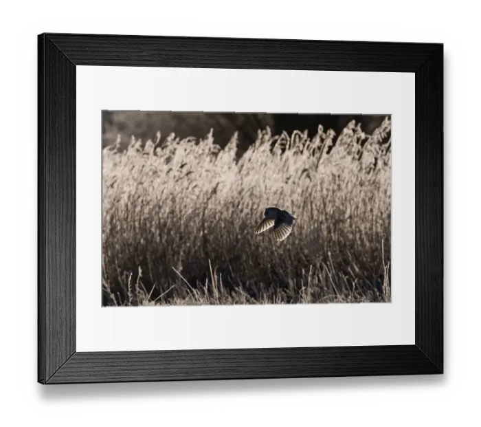 Framed Print : Barn Owl Tyto alba on frosty morning North Norfolk Framed Print : Barn Owl Tyto alba on frosty morning North Norfolk