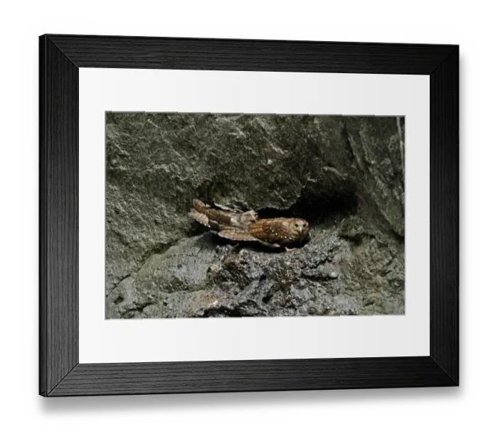 Framed Print : Oilbird Steatornis caripensis Ecuador Framed Print : Oilbird Steatornis caripensis Ecuador