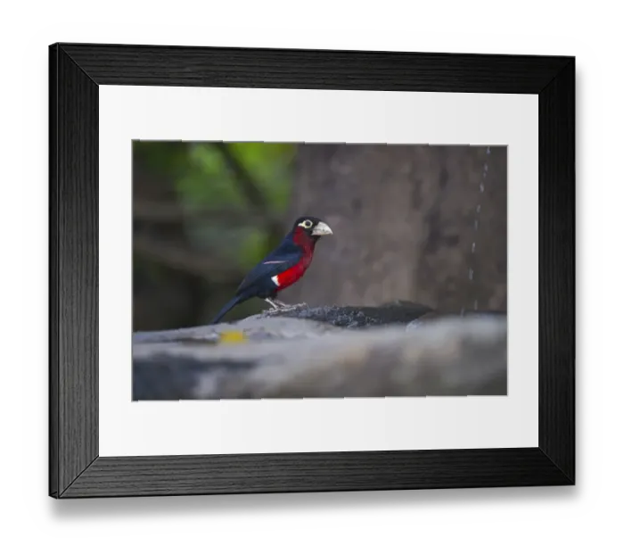 Framed Print : Double-toothed Barbet Lybius bidentatus Masai Mara Kenya Framed Print : Double-toothed Barbet Lybius bidentatus Masai Mara Kenya