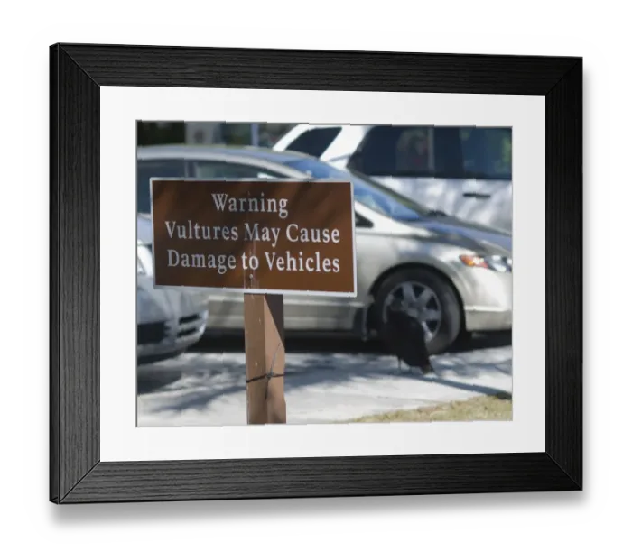 Framed Print : Warning sign against American Black Vultures pulling rubber seals from cars in Anhinga