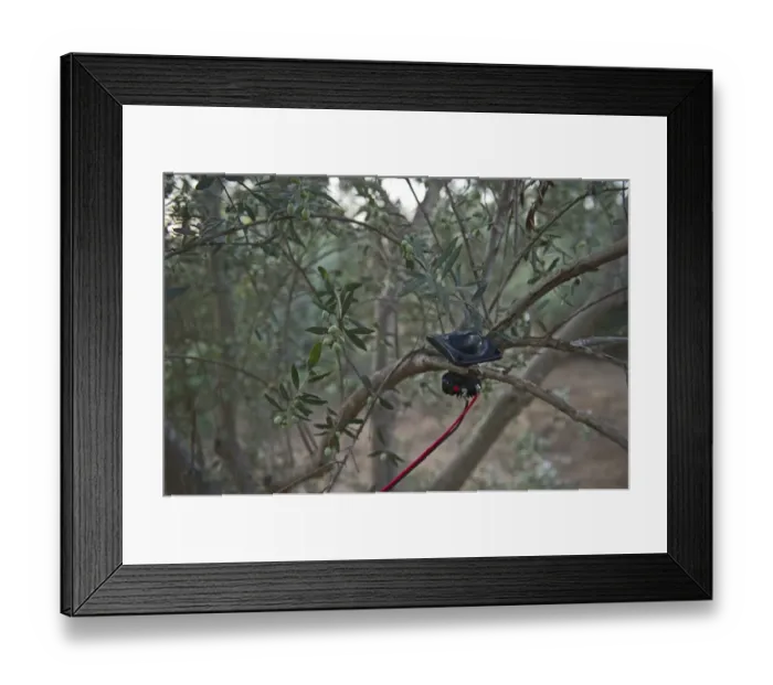 Framed Print : Speaker attached to sound system to play bird song to attract song birds for catching Framed Print : Speaker attached to sound system to play bird song to attract song birds for catching