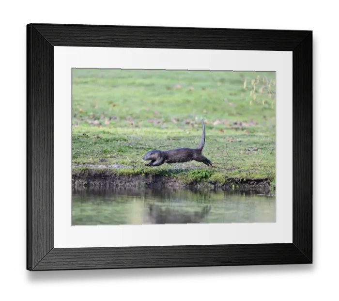 Framed Print : Otter Lutra lutra running along riverbank Thetford Norfolk Framed Print : Otter Lutra lutra running along riverbank Thetford Norfolk