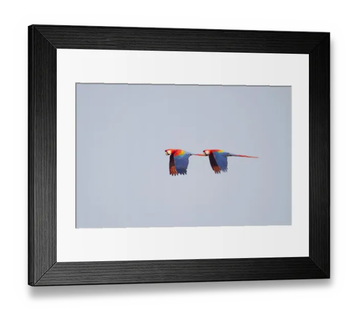 Framed Print : Scarlet Macaw Ara macao Tambopata, Amazon Rainforest Peru Framed Print : Scarlet Macaw Ara macao Tambopata, Amazon Rainforest Peru