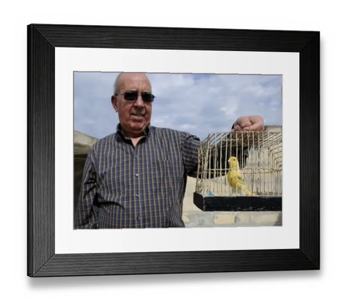 Framed Print : Albert Dimech with one of his Canaries Malta - Albert has been a keen bird keeper Framed Print : Albert Dimech with one of his Canaries Malta - Albert has been a keen bird keeper