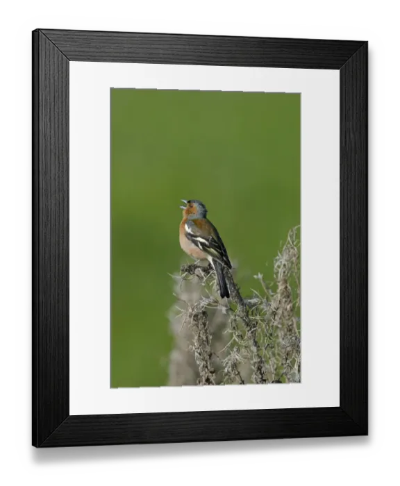 Framed Print : Chaffinch Fringilla coelebs male in song Norfolk spring Framed Print : Chaffinch Fringilla coelebs male in song Norfolk spring
