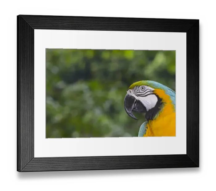 Framed Print : Blue-and-Yellow Macaw (Ara ararauna) captive Framed Print : Blue-and-Yellow Macaw (Ara ararauna) captive