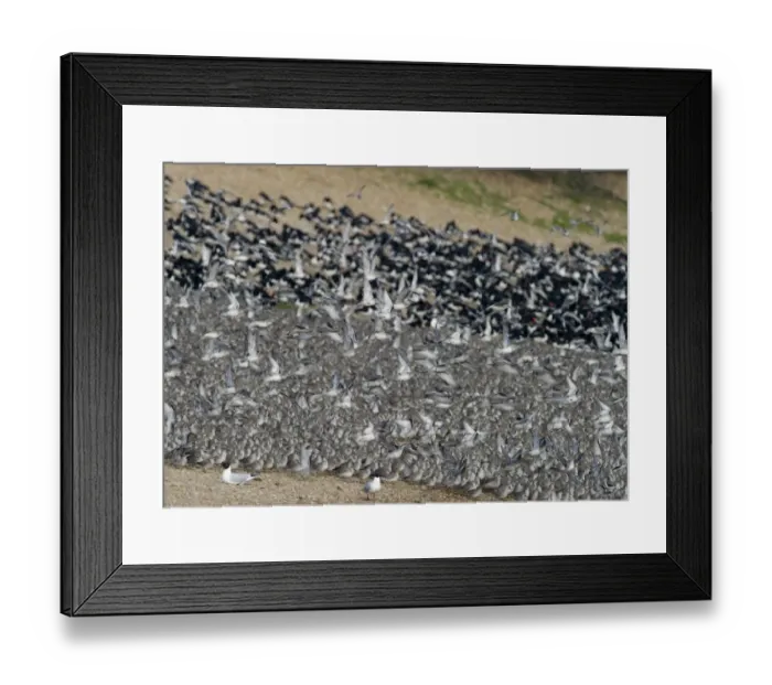 Framed Print : Knot Calidris canutus and Oystercatchers Haematopus ostralegus roosting at Snettisham Framed Print : Knot Calidris canutus and Oystercatchers Haematopus ostralegus roosting at Snettisham