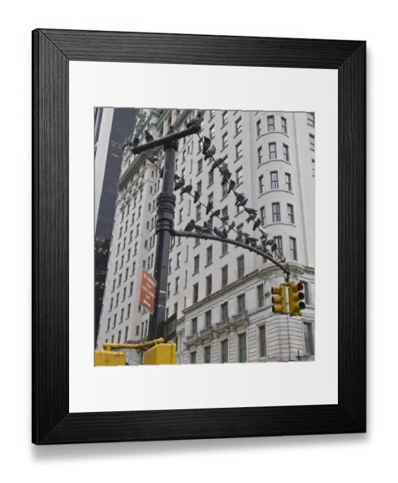 Framed Print : Common Pigeons in New York City USA Framed Print : Common Pigeons in New York City USA