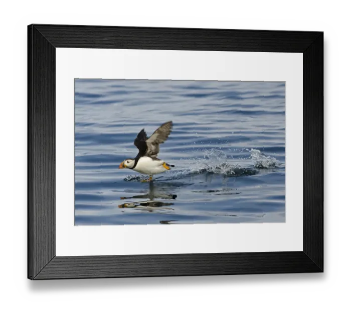 Framed Print : Puffin Fratercula arctica taking off Farne Islands Northumberland July Framed Print : Puffin Fratercula arctica taking off Farne Islands Northumberland July