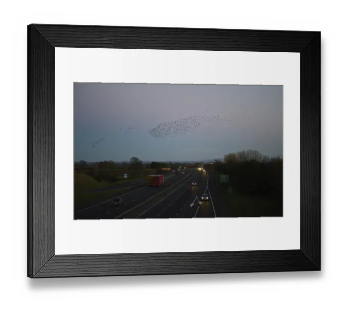 Framed Print : Starlings Sturnus vulgarus arriving at night time roost near Gretna Scotland December