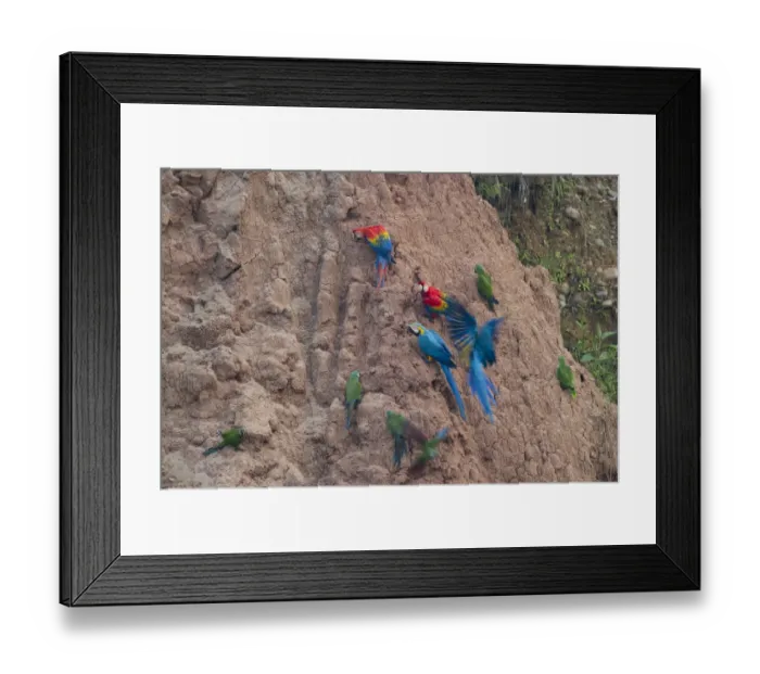 Framed Print : Blue and Yellow Macaws Ara ararauna & Scarlet Macaws Ara macao at clay lick Tambopata