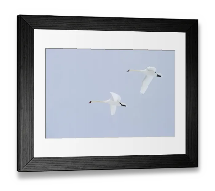 Framed Print : Mute Swans Cygnus olor Scotland winter