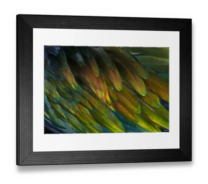 Framed Print : Feather detail of Nicobar Pigeon (Caloenas nicobarica) Framed Print : Feather detail of Nicobar Pigeon (Caloenas nicobarica)