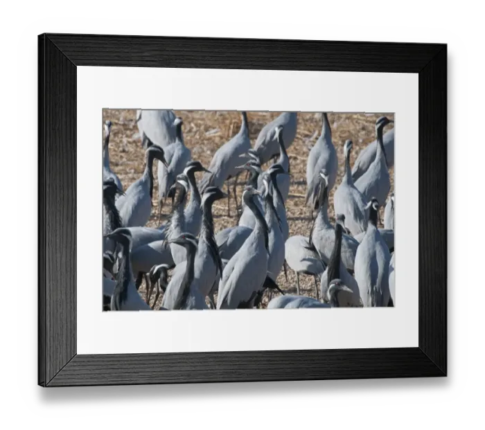 Framed Print : Demoiselle Cranes Anthropoides virgo at Kichan in Thar Desert Rajasthan India November Framed Print : Demoiselle Cranes Anthropoides virgo at Kichan in Thar Desert Rajasthan India November