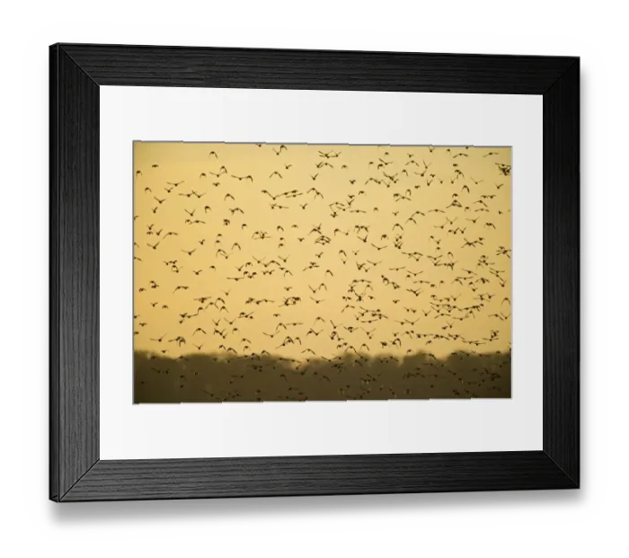 Framed Print : Starlings Sturnus vulgarus arrving at roost Norfolk winter Framed Print : Starlings Sturnus vulgarus arrving at roost Norfolk winter