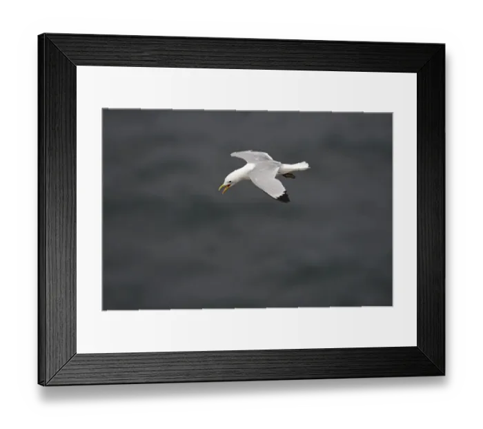 Framed Print : Black-legged Kittiwake Risa tridactyla Fowlsheugh RSPB Reserve Scotland July Framed Print : Black-legged Kittiwake Risa tridactyla Fowlsheugh RSPB Reserve Scotland July