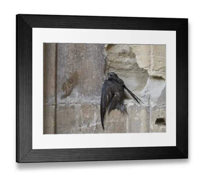 Framed Print : Swift Apus apus bedraggled from heavy rain Alfaro Spain