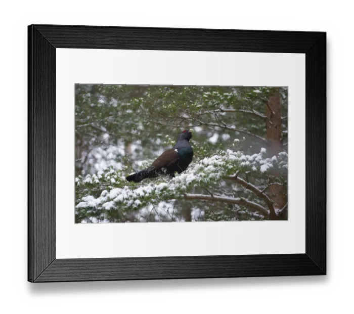 Framed Print : Capercailie Tetrao urogallus rogue male displaying Highlands Scotland February Framed Print : Capercailie Tetrao urogallus rogue male displaying Highlands Scotland February