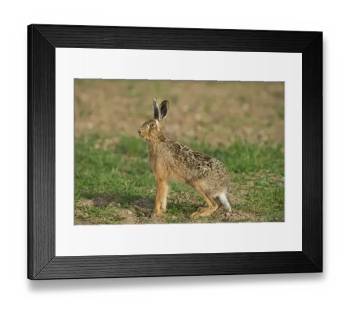 Framed Print : Brown Hare Leus europaeus Norfolk spring Framed Print : Brown Hare Leus europaeus Norfolk spring