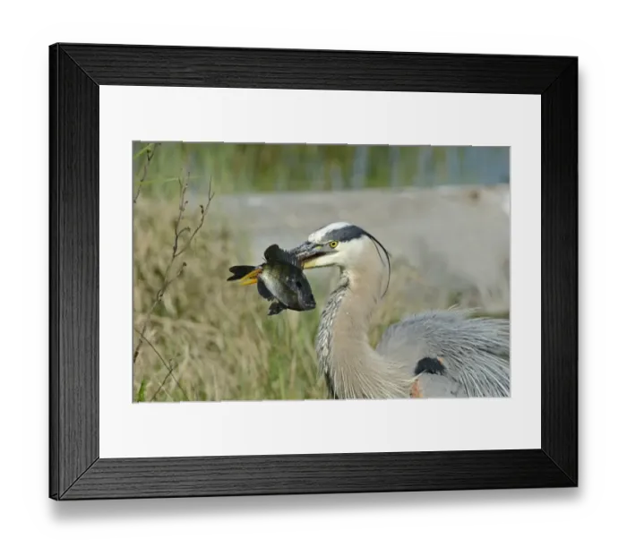 Framed Print : Great Blue Heron (Ardea herodias) at speared a fish Florida Everglades USA Framed Print : Great Blue Heron (Ardea herodias) at speared a fish Florida Everglades USA