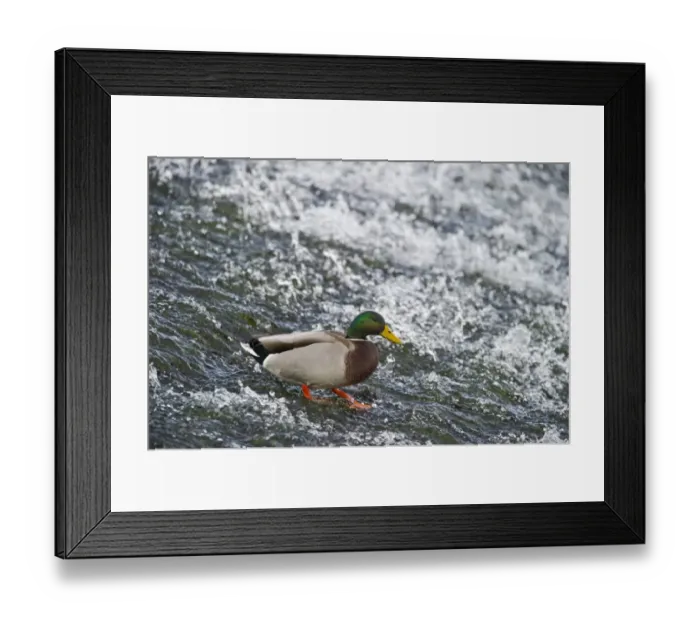 Framed Print : Mallard Anas platyrhynchos male Dumfries Scotland winter Framed Print : Mallard Anas platyrhynchos male Dumfries Scotland winter