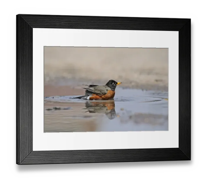 Framed Print : American Robin or North American Robin (Turdus migratorius) male bathing in puddle Framed Print : American Robin or North American Robin (Turdus migratorius) male bathing in puddle
