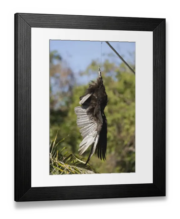 Framed Print : Turkey Vulture carcass strung up in car park at Anhinga Trail in Florida Everglades Framed Print : Turkey Vulture carcass strung up in car park at Anhinga Trail in Florida Everglades