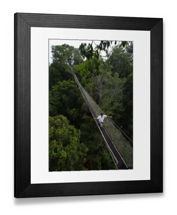 Framed Print : Aerial walkway through Rainforest canopy Exploramo Lodge Iquitos Region River Amazon Peru Framed Print : Aerial walkway through Rainforest canopy Exploramo Lodge Iquitos Region River Amazon Peru