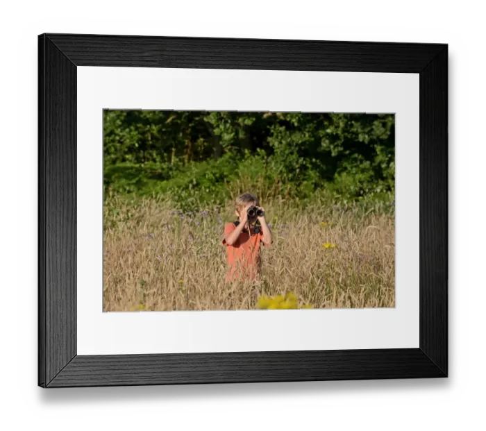 Framed Print : Young boy bird watching in meadow Norfolk summer Model released Framed Print : Young boy bird watching in meadow Norfolk summer Model released