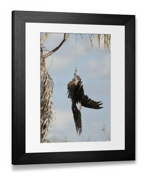 Framed Print : Dead Turkey Vulture hung in Anhinga Trail car park in Florida Everglades to try Framed Print : Dead Turkey Vulture hung in Anhinga Trail car park in Florida Everglades to try