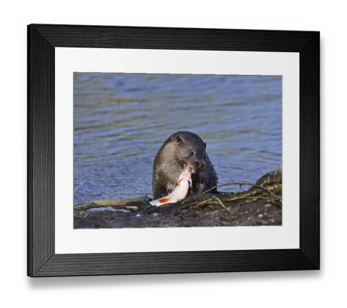 Framed Print : European Otter Lutra lutra with a large fish (Roach) on River Thet at Thetford Norfolk Framed Print : European Otter Lutra lutra with a large fish (Roach) on River Thet at Thetford Norfolk