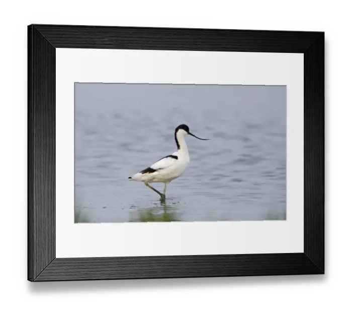 Framed Print : Avocet Recurvirostra avosetta Cley Norfolk Framed Print : Avocet Recurvirostra avosetta Cley Norfolk