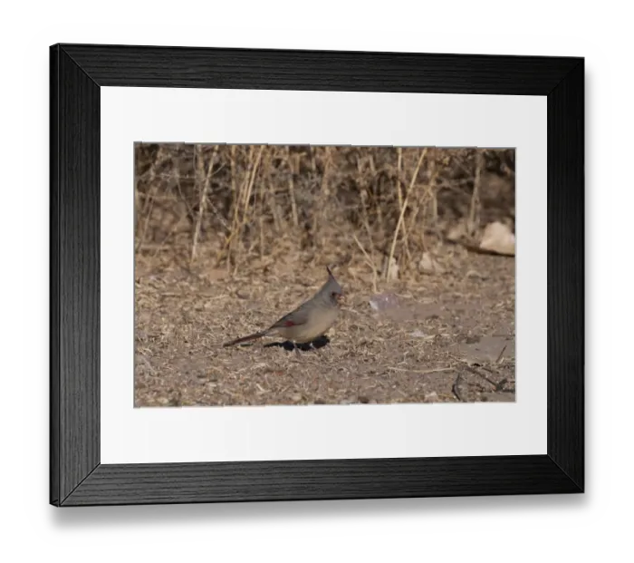 Framed Print : Pyrrhuloxia Cardinalis sinuatus Bosque del Apache New Mexico USA winter Framed Print : Pyrrhuloxia Cardinalis sinuatus Bosque del Apache New Mexico USA winter