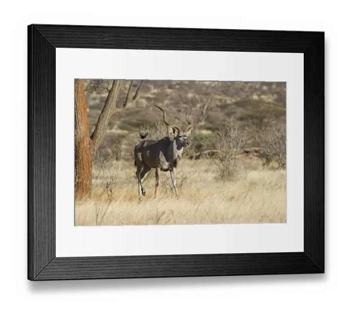 Framed Print : Greater Kudu Tragelaphus strepisceros Samburu Kenya Framed Print : Greater Kudu Tragelaphus strepisceros Samburu Kenya