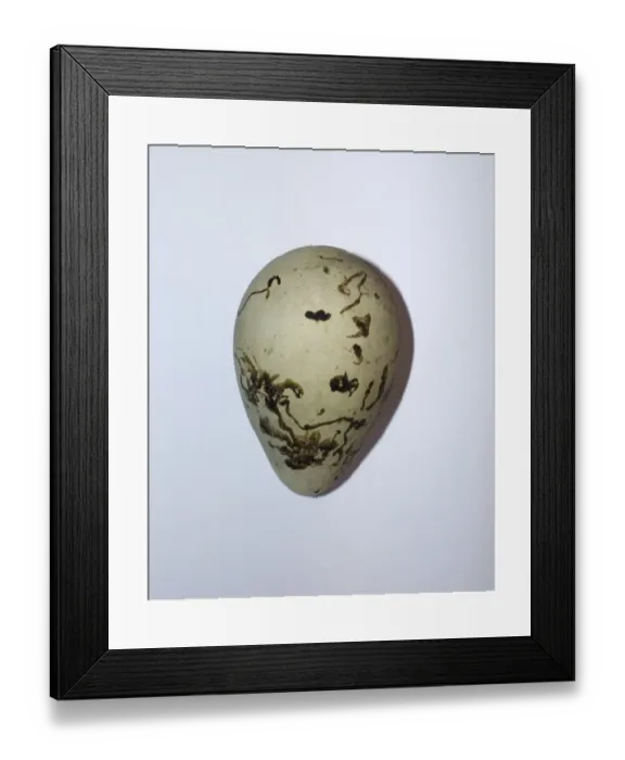 Framed Print : Common Guillemot Uria aalge egg Framed Print : Common Guillemot Uria aalge egg