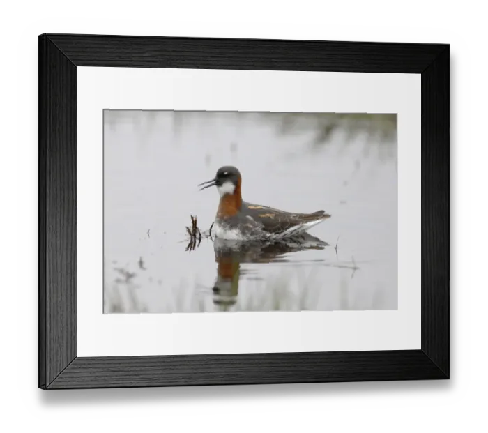 Framed Print : Red-necked Phalarope Phalaropus lobatus female on Loch Funzie Fetlar Shetland June Framed Print : Red-necked Phalarope Phalaropus lobatus female on Loch Funzie Fetlar Shetland June